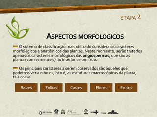 O sistema de classificação mais utilizado considera os caracteres
morfológicos e anatômicos das plantas. Neste momento, serão tratados
apenas os caracteres morfológicos das angiospermas, que são as
plantas com semente(s) no interior de um fruto.
Os principais caracteres a serem observados são aqueles que
podemos ver a olho nu, isto é, as estruturas macroscópicas da planta,
tais como:
Raízes Folhas Caules Flores Frutos
ETAPA2
ASPECTOS MORFOLÓGICOS
 