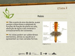 São a parte do eixo da planta, quase
sempre subterrânea e adaptada às
funções de fixação da planta ao solo,
absorção de água e sais minerais e
armazenamento de nutrientes.
As raízes podem ser subterrâneas
(terrestres), aéreas ou aquáticas e
apresentam as mais variadas formas.
ETAPA2
Imagem 37 Raiz [21]
Raízes
 