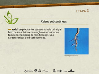 Axial ou pivotante: apresenta raiz principal
bem desenvolvida em relação às secundárias,
também chamadas de ramificações. São
características de dicotiledôneas.
ETAPA2
Imagem 38 Raiz axial [22]
Raízes subterrâneas
 