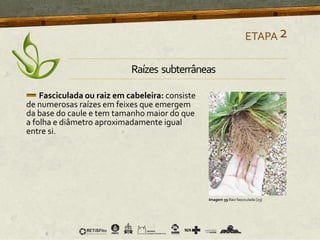Fasciculada ou raiz em cabeleira: consiste
de numerosas raízes em feixes que emergem
da base do caule e tem tamanho maior do que
a folha e diâmetro aproximadamente igual
entre si.
ETAPA2
Imagem 39 Raiz fasciculada [23]
Raízes subterrâneas
 