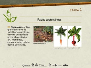 Tuberosa: contém
grande reserva de
substância nutritiva e
é muito utilizada na
nossa alimentação.
Ex.: mandioca,
cenoura, cará, batata-
doce e beterraba.
ETAPA2
Imagem 40 Mandioca [24]
Imagem 41 Cenoura [25] Imagem 42 Beterraba [26]
Raízes subterrâneas
 