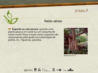 Suporte ou raiz escora: quando uma
planta possui um caule ou um conjunto de
raízes muito fraco e essas raízes suportes são
responsáveis pela ajuda na sustentação da
planta. Ex.: figueiras, paxiúba.
ETAPA2
Imagem 43 Paxiúba [27]
Raízes aéreas
 