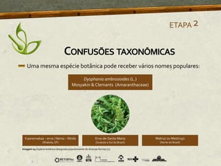 Uma mesma espécie botânica pode receber vários nomes populares:
ETAPA2
CONFUSÕES TAXONÔMICAS
Imagem 04 Espécie botânica designada popularmente de diversas formas [2]
 