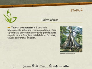 Tabular ou sapopema: é uma raiz
lateralmente achatada, como uma tábua. Esse
tipo de raiz ocorre em árvores de grande porte
e ajuda na sua fixação e estabilidade. Ex.: xixá,
tauari, cedrorana, angelim.
ETAPA2
Imagem 44 Raiz sapopema [28]
Raízes aéreas
 