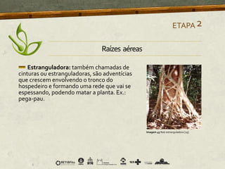 Estranguladora: também chamadas de
cinturas ou estranguladoras, são adventícias
que crescem envolvendo o tronco do
hospedeiro e formando uma rede que vai se
espessando, podendo matar a planta. Ex.:
pega-pau.
ETAPA2
Imagem 45 Raiz estranguladora [29]
Raízes aéreas
 