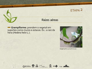 Grampiforme: prendem o vegetal em
suportes como muros e estacas. Ex.: a raiz da
hera (Hedera helix L.).
ETAPA2
Imagem 46 Raiz grampiforme [30]
Raízes aéreas
 