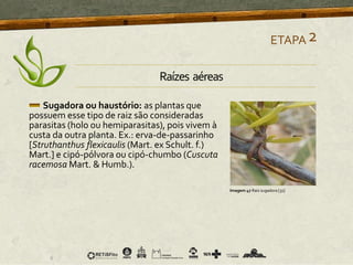 Sugadora ou haustório: as plantas que
possuem esse tipo de raiz são consideradas
parasitas (holo ou hemiparasitas), pois vivem à
custa da outra planta. Ex.: erva-de-passarinho
[Struthanthus flexicaulis (Mart. ex Schult. f.)
Mart.] e cipó-pólvora ou cipó-chumbo (Cuscuta
racemosa Mart. & Humb.).
ETAPA2
Imagem 47 Raiz sugadora [31]
Raízes aéreas
 