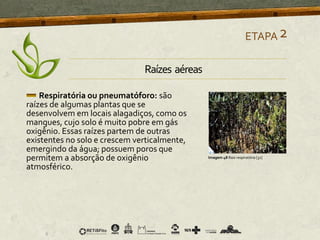 Respiratória ou pneumatóforo: são
raízes de algumas plantas que se
desenvolvem em locais alagadiços, como os
mangues, cujo solo é muito pobre em gás
oxigênio. Essas raízes partem de outras
existentes no solo e crescem verticalmente,
emergindo da água; possuem poros que
permitem a absorção de oxigênio
atmosférico.
ETAPA2
Imagem 48 Raiz respiratória [32]
Raízes aéreas
 