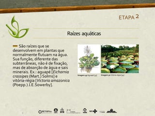 São raízes que se
desenvolvem em plantas que
normalmente flutuam na água.
Sua função, diferente das
subterrâneas, não é de fixação,
mas de absorção de água e sais
minerais. Ex.: aguapé [Eichornia
crassipes (Mart.) Solms] e
vitória-régia [Victoria amazonica
(Poepp.) J.E.Sowerby].
ETAPA2
Imagem 49 Aguapé [33] Imagem 50 Vitória-régia [34]
Raízes aquáticas
 