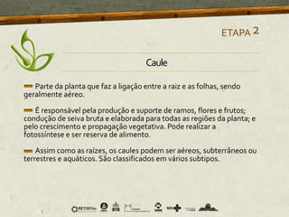 Parte da planta que faz a ligação entre a raiz e as folhas, sendo
geralmente aéreo.
É responsável pela produção e suporte de ramos, flores e frutos;
condução de seiva bruta e elaborada para todas as regiões da planta; e
pelo crescimento e propagação vegetativa. Pode realizar a
fotossíntese e ser reserva de alimento.
Assim como as raízes, os caules podem ser aéreos, subterrâneos ou
terrestres e aquáticos. São classificados em vários subtipos.
ETAPA2
Caule
 