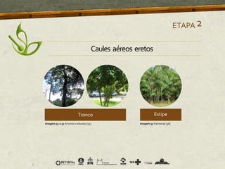 ETAPA2
Imagens 51 e 52 Árvores e arbustos [35] Imagem 53 Palmeiras [36]
Caules aéreos eretos
 