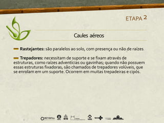 Rastejantes: são paralelos ao solo, com presença ou não de raízes.
Trepadores: necessitam de suporte e se fixam através de
estruturas, como raízes adventícias ou gavinhas; quando não possuem
essas estruturas fixadoras, são chamados de trepadores volúveis, que
se enrolam em um suporte. Ocorrem em muitas trepadeiras e cipós.
ETAPA2
Caules aéreos
 