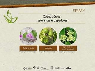 ETAPA2
Imagem 57 Caule rastejante [39] Imagem 58 Caule trepador [40] Imagem 59 Caule trepador [41]
Caules aéreos
rastejantes e trepadores
 