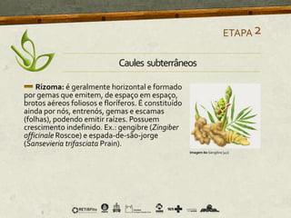 Rizoma: é geralmente horizontal e formado
por gemas que emitem, de espaço em espaço,
brotos aéreos foliosos e floríferos. É constituído
ainda por nós, entrenós, gemas e escamas
(folhas), podendo emitir raízes. Possuem
crescimento indefinido. Ex.: gengibre (Zingiber
officinale Roscoe) e espada-de-são-jorge
(Sansevieria trifasciata Prain).
ETAPA2
Imagem 60 Gengibre [42]
Caules subterrâneos
 