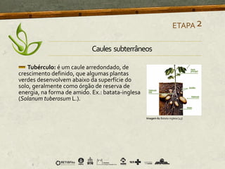 Tubérculo: é um caule arredondado, de
crescimento definido, que algumas plantas
verdes desenvolvem abaixo da superfície do
solo, geralmente como órgão de reserva de
energia, na forma de amido. Ex.: batata-inglesa
(Solanum tuberosum L.).
ETAPA2
Imagem 61 Batata-inglesa [43]
Caules subterrâneos
 