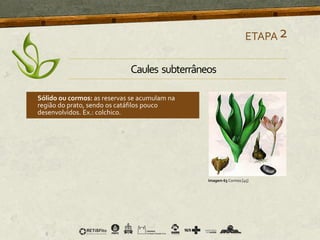 Sólido ou cormos: as reservas se acumulam na
região do prato, sendo os catáfilos pouco
desenvolvidos. Ex.: colchico.
ETAPA2
Imagem 63 Cormos [45]
Caules subterrâneos
 