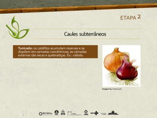 ETAPA2
Imagem 64 Cebola [46]
Tunicado: os catáfilos acumulam reservas e se
dispõem em camadas concêntricas; as camadas
externas são secas e quebradiças. Ex.: cebola.
Caules subterrâneos
 