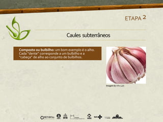 ETAPA2
Imagem 67 Alho [48]
Caules subterrâneos
Composto ou bulbilho: um bom exemplo é o alho.
Cada “dente” corresponde a um bulbilho e a
“cabeça” de alho ao conjunto de bulbilhos.
 