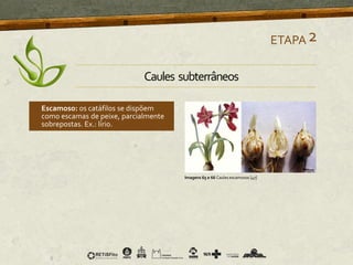ETAPA2
Imagens 65 e 66 Caules escamosos [47]
Escamoso: os catáfilos se dispõem
como escamas de peixe, parcialmente
sobrepostas. Ex.: lírio.
Caules subterrâneos
 