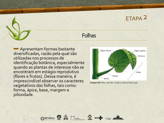 Apresentam formas bastante
diversificadas, razão pela qual são
utilizadas nos processos de
identificação botânica, especialmente
quando as plantas de interesse não se
encontram em estágio reprodutivo
(flores e frutos). Dessa maneira, é
imprescindível observar os caracteres
vegetativos das folhas, tais como:
forma, ápice, base, margem e
pilosidade.
Imagem 68 Folha = pecíolo + limbo ou lâmina foliar [49]
ETAPA2
Folhas
 