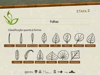 Classificação quanto à forma:
ETAPA2
Folhas
 