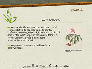 A coleta botânica deve consistir de material
representativo do aspecto geral da planta,
preferencialmente, em estágio reprodutivo, isto é,
apresentar ramos vegetativos (caule e folhas) e
férteis (inflorescências e flores e/ou
infrutescências e frutos).
As plantas devem estar sadias e bem
desenvolvidas.
ETAPA2
Imagem 05 Aesculus hippocastanum
Linnaeus [3]
Coleta botânica
 