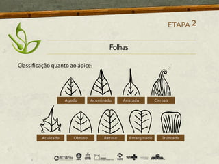 Classificação quanto ao ápice:
ETAPA2
Folhas
 