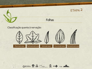 Classificação quanto à nervação:
ETAPA2
Folhas
 