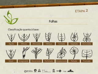 Classificação quanto à base:
ETAPA2
Folhas
 