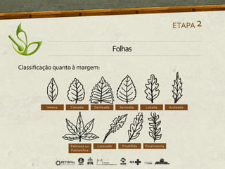 Classificação quanto à margem:
ETAPA2
Folhas
 