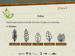 Classificação quanto à divisão do limbo: simples ou compostas.
Simples:
ETAPA2
Folhas
 