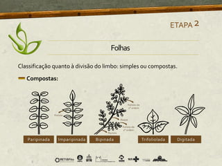 Classificação quanto à divisão do limbo: simples ou compostas.
Compostas:
ETAPA2
Folhas
 