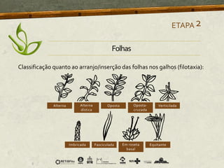 Classificação quanto ao arranjo/inserção das folhas nos galhos (filotaxia):
ETAPA2
Folhas
 
