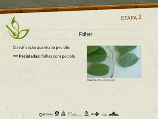 Classificação quanto ao pecíolo:
Pecioladas: folhas com pecíolo.
ETAPA2
Imagem 69 Folhas pecioladas [50]
Folhas
 