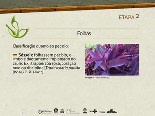Classificação quanto ao pecíolo:
Sésseis: folhas sem pecíolo; o
limbo é diretamente implantado no
caule. Ex.: trapoeraba roxa, coração
roxo ou disciplina [Tradescantia pallida
(Rose) D.R. Hunt].
ETAPA2
Imagem 70 Folhas sésseis [51]
Folhas
 