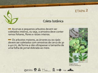 As ervas e pequenos arbustos devem ser
coletados inteiros, ou seja, a amostra deve conter
ramos foliares, flores e raízes inteiras.
Os arbustos maiores, as árvores ou os cipós
devem ser coletados com amostras de cerca de 30
a 40 cm, de forma a não ultrapassar o tamanho de
uma folha de jornal dobrada ao meio.
ETAPA2
Imagens 06 a 10
Amostras coletadas [4]
Coleta botânica
 