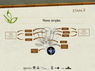 ETAPA2
Flores simples
 