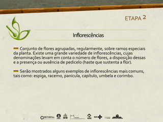 Conjunto de flores agrupadas, regularmente, sobre ramos especiais
da planta. Existe uma grande variedade de inflorescências, cujas
denominações levam em conta o número de flores, a disposição dessas
e a presença ou ausência de pedicelo (haste que sustenta a flor).
Serão mostrados alguns exemplos de inflorescências mais comuns,
tais como: espiga, racemo, panícula, capítulo, umbela e corimbo.
ETAPA2
Inflorescências
 