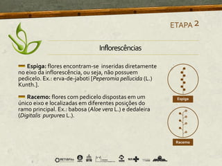 Inflorescências
Espiga: flores encontram-se inseridas diretamente
no eixo da inflorescência, ou seja, não possuem
pedicelo. Ex.: erva-de-jaboti [Peperomia pellucida (L.)
Kunth.].
Racemo: flores com pedicelo dispostas em um
único eixo e localizadas em diferentes posições do
ramo principal. Ex.: babosa (Aloe vera L.) e dedaleira
(Digitalis purpurea L.).
ETAPA2
 