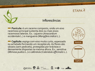 Inflorescências
Panícula: é um racemo composto, onde um eixo
racemoso principal sustenta dois ou mais eixos
racemosos laterais. Ex.: cajueiro (Anacardium
occidentale L.) e mangueira (Mangifera indica L.).
Capítulo: espiga com eixo muito curto, espessado
ou achatado formando um receptáculo. As flores são
sésseis (sem pedicelo), protegidas por brácteas e
densamente dispostas na mesma altura. Ex.: sensitiva
(Mimosa pudica L.) e calêndula (Calendula officinalis L.).
ETAPA2
 