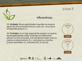 Inflorescências
Umbela: flores pediceladas inseridas na mesma
altura do eixo principal único e curto. Ex.: erva-doce
(Pimpinella anisum L.).
Corimbo: é um tipo especial de racemo no qual as
flores pediceladas estão inseridas em diferentes
alturas no eixo principal, mas atingindo todas mais ou
menos a mesma altura. Ex.: cipó-pucá ou insulina
[Cissus verticillata (L.) Nicolson &C.E.Jarvis].
ETAPA2
 