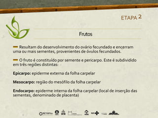 Frutos
Resultam do desenvolvimento do ovário fecundado e encerram
uma ou mais sementes, provenientes de óvulos fecundados.
O fruto é constituído por semente e pericarpo. Este é subdividido
em três regiões distintas:
Epicarpo: epiderme externa da folha carpelar
Mesocarpo: região do mesófilo da folha carpelar
Endocarpo: epiderme interna da folha carpelar (local de inserção das
sementes, denominado de placenta)
ETAPA2
 