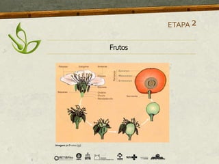 Frutos
ETAPA2
Imagem 72 Frutos [53]
 