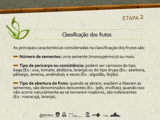 Classificação dos frutos
As principais características consideradas na classificação dos frutos são:
Número de sementes: uma semente (monospérmico) ou mais.
Tipo de pericarpo ou consistência: podem ser carnosos do tipo
baga (Ex.: uva, tomate, abóbora, laranja) ou do tipo drupa (Ex.: azeitona,
pêssego, ameixa, amêndoa); e secos (Ex.: algodão, feijão).
Tipo de abertura do fruto: quando se abrem, expõem e liberam as
sementes, são denominados deiscentes (Ex.: ipês, ervilhas); quando isso
não ocorre naturalmente ao se tornarem maduros, são indeiscentes
(Ex.: maracujá, laranja).
ETAPA2
 