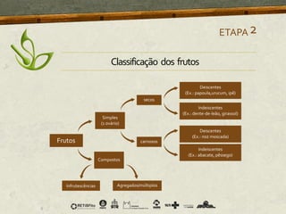 Classificação dos frutos
ETAPA2
 