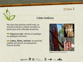 No caso das plantas medicinais, as
amostras devem coletar também a
parte que será utilizada da planta:
Casca ou raiz: retirar um pedaço
ou pedaços menores.
Látex, óleos, resinas: se possível,
coletar um pouco em pequenos
frascos âmbar.
ETAPA2
Imagens 11 a 13 Amostras coletadas [5]
Coleta botânica
 