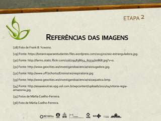 [28] Foto de Frank B.Yuwono.
[29] Fonte: https://botanicaparaestudantes.files.wordpress.com/2015/01/raiz-estranguladora.jpg.
[30] Fonte: http://farm1.static.flickr.com/116/294838654_65534b0868.jpg?v=0.
[31] Fonte: http://www.geocities.ws/investigandoaciencia/raizsugadora.jpg.
[32] Fonte: http://www.uff.br/horto/Ensino/raizrespiratoria.jpg
[33] Fonte: http://www.geocities.ws/investigandoaciencia/raizaquatica.bmp.
[34] Fonte: http://essaseoutras.xpg.uol.com.br/wpcontent/uploads/2011/04/vitoria-regia-
amazonia.jpg.
[35] Fotos de Márlia Coelho-Ferreira.
[36] Foto de Márlia Coelho-Ferreira.
ETAPA2
REFERÊNCIAS DAS IMAGENS
 