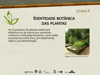 O produtor de plantas medicinais
diferencia-se de outros por necessitar
conhecer a utilização da planta, como estão
as pesquisas sobre ela e, principalmente,
saber a sua identificação.
Imagem 01 Cultivo de plantas medicinais [1]
ETAPA2
IDENTIDADE BOTÂNICA
DAS PLANTAS
 