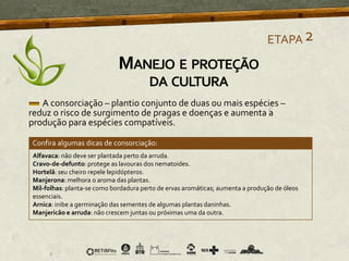 A consorciação – plantio conjunto de duas ou mais espécies –
reduz o risco de surgimento de pragas e doenças e aumenta a
produção para espécies compatíveis.
Confira algumas dicas de consorciação:
Alfavaca: não deve ser plantada perto da arruda.
Cravo-de-defunto: protege as lavouras dos nematoides.
Hortelã: seu cheiro repele lepidópteros.
Manjerona: melhora o aroma das plantas.
Mil-folhas: planta-se como bordadura perto de ervas aromáticas; aumenta a produção de óleos
essenciais.
Arnica: inibe a germinação das sementes de algumas plantas daninhas.
Manjericão e arruda: não crescem juntas ou próximas uma da outra.
ETAPA2
MANEJO E PROTEÇÃO
DA CULTURA
 