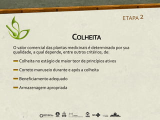 O valor comercial das plantas medicinais é determinado por sua
qualidade, a qual depende, entre outros critérios, de:
Colheita no estágio de maior teor de princípios ativos
Correto manuseio durante e após a colheita
Beneficiamento adequado
Armazenagem apropriada
ETAPA2
COLHEITA
 